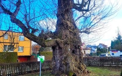 Powitanie wiosny w Kolnikach